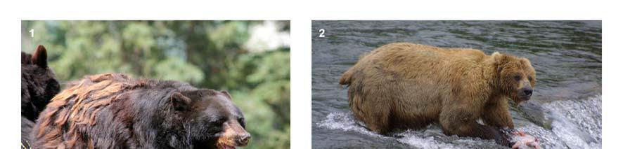 Κεφάλαιο I - Εισαγωγή Εικόνα 1: Τέσσερα είδη αρκούδας [1: Μαύρη αρκούδα της Αμερικής (Ursus americanus); 2: Καφέ αρκούδα γκρίζλι (Ursus arctos horribilis);