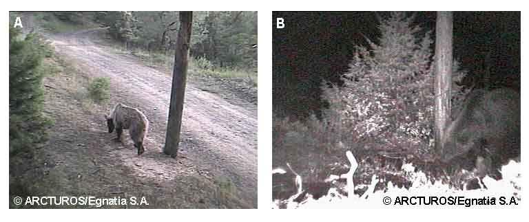 Κεφάλαιο ΙΙ - Μελέτη της συμπεριφοράς της καφέ αρκούδας στους στύλους της ΔΕΗ Εικόνα 2: Δύο καταγραφές αρκούδων από το αυτόματο σύστημα καταγραφής κίνησης.