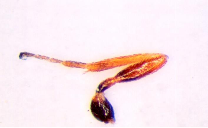 Stigma Costa Medial cell Anal cell Submedial cell Medius Submedius Nervulus Basal Discoideus 1 st 1 st Discoidal cell Brachial cell Cubitus 1 st Intercubitus Cubital cells