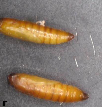Εικόνα 5. αυγά από E. kuehniella (A), προνύμφη E. kuehniella (Β), pupa E. kuehniella (Γ), Ενήλικο του E. kuehniella (Δ) (Φωτ. Α, Β, Γ και Δ: Ι.Κ. Πουγαρίδου). 1.4.