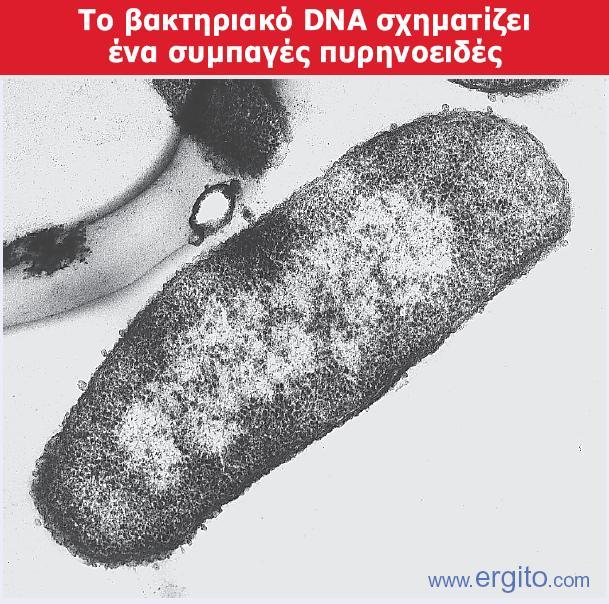 Το βακτηριακό γονιδίωμα Genes VIII - Ακαδημαϊκές Εκδόσεις 2004 Εικόνα 19.