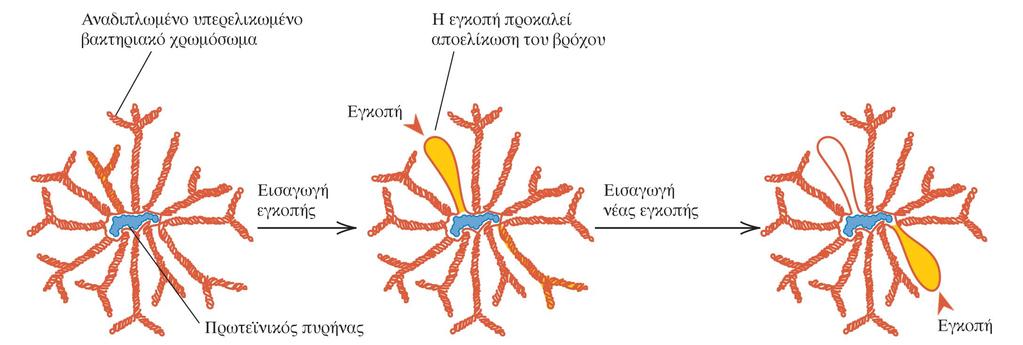 ΕΙΚΟΝΑ 5.3 Μοντέλο αναδίπλωσης του βακτηριακού χρωμοσώματος Το χρωμόσωμα της E.