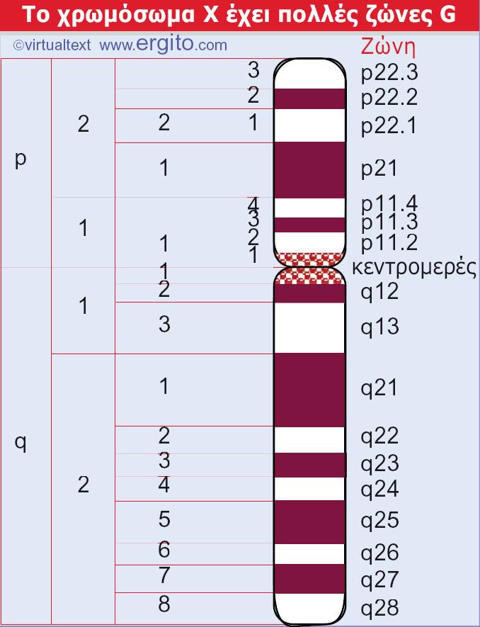Εικόνα 19.14 Το χρωμόσωμα Χ του ανθρώπου μπορεί να διαιρεθεί σε διακριτές περιοχές με βάσει το πρότυπο των ζωνών του. Ο μικρός βραχίονας είναι ο p και ο μεγάλος ο q.