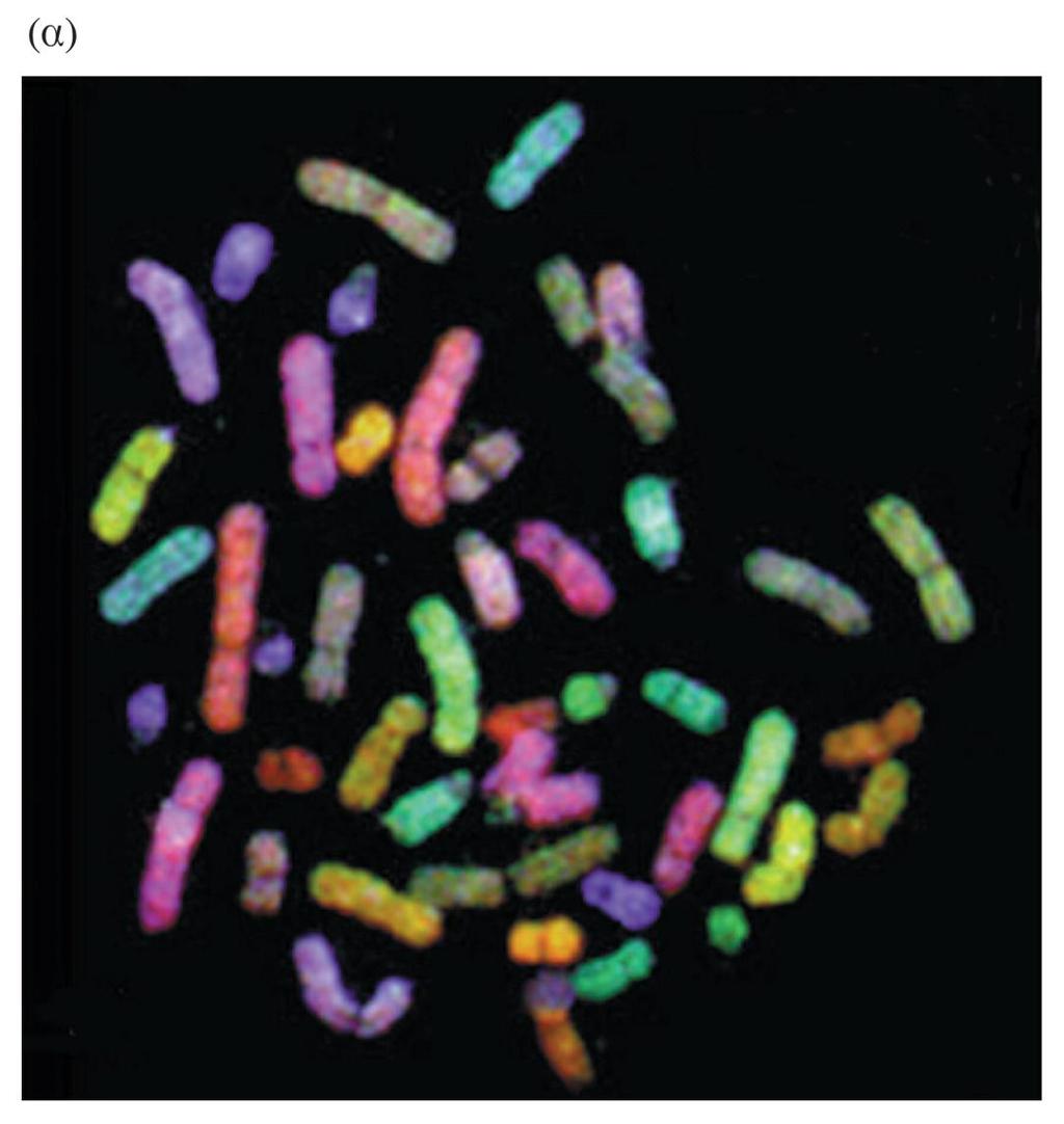ΕΙΚΟΝΑ 5.11 Kαρυότυπος ανθρώπινων χρωμοσωμάτων (α) Οι ιχνηθέτες, σημασμένοι με διαφορετικούς συνδυασμούς φθορι-ζουσών χρωστικών, υβριδοποιούνται με τα μεταφασικά χρωμοσώματα.