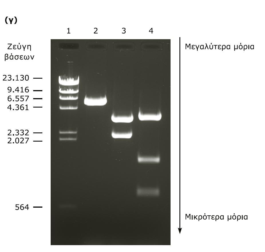 DNA διαφορετικού