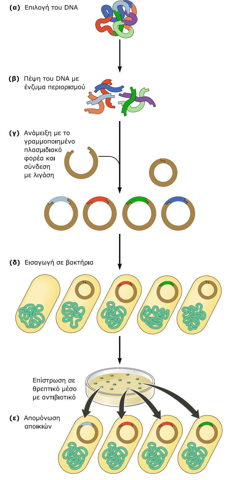 Μετασχηματισμός, εισαγωγή πλασμιδίωνφορέων σε βακτήρια 5.