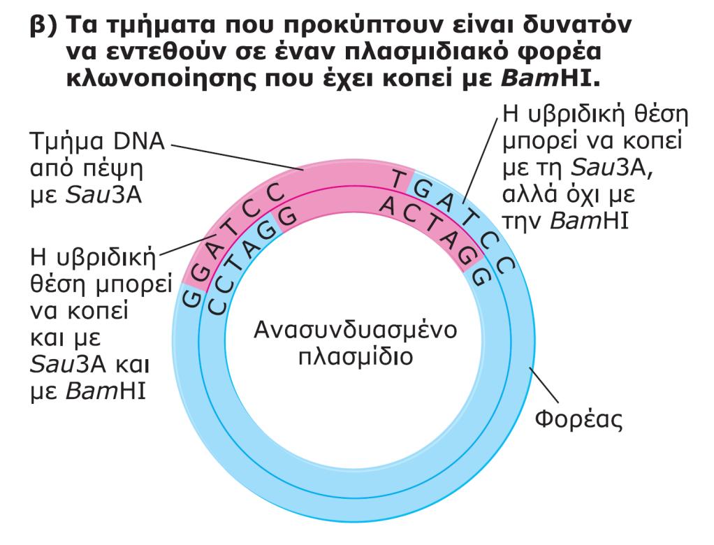 f. Γονιδιωματικές βιβλιοθήκες Παραγωγή τμημάτων DNA κατάλληλου μεγέθους για την