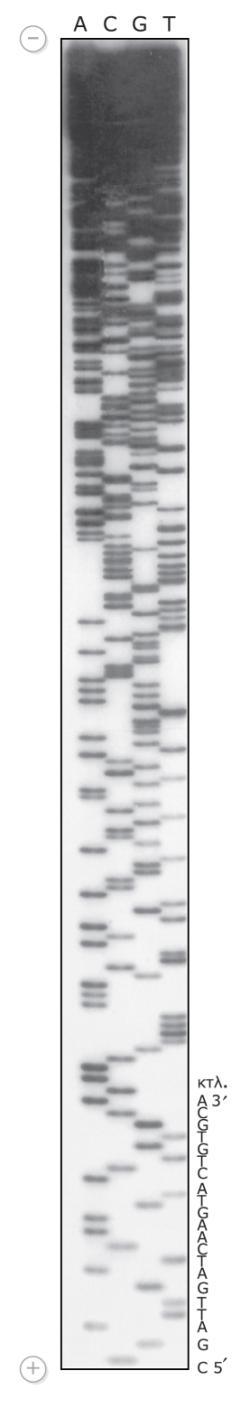 j. Προσδιορισμός αλληλουχίας DNA