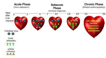 Kindermann I et al