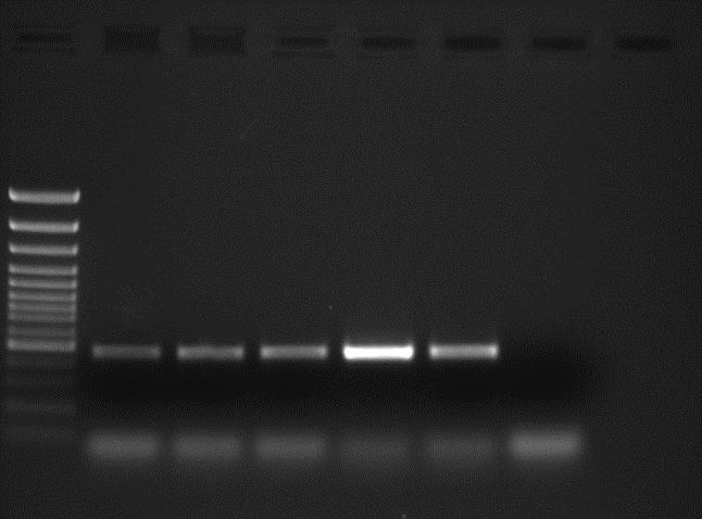 11 LAD (1) (5) (10) (50) S (+) H 2 O LAD (1) (5) (10) (50) R S (+) H 2 O α β Εικόνα 1. Ηλεκτροφόρηση προϊόντων PCR σε πήκτωμα αγαρόζης 1,2%.