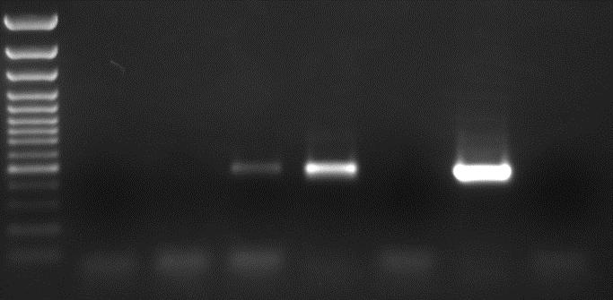 endobioticum, H 2O: αρνητικός μάρτυρας, R: αρνητικός μάρτυρας- FastGene Direct PCR Kit με DNAreleasy.