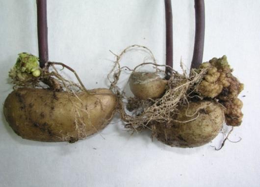 H μέθοδος αφορούσε στη φύτευση των εμπορικών ποικιλιών πατάτας σε γλάστρες (διαστάσεων 35 x 35 cm), οι οποίες περιείχαν μόλυσμα του παθότυπου 18(Τ1) του μύκητα S.endobioticum.