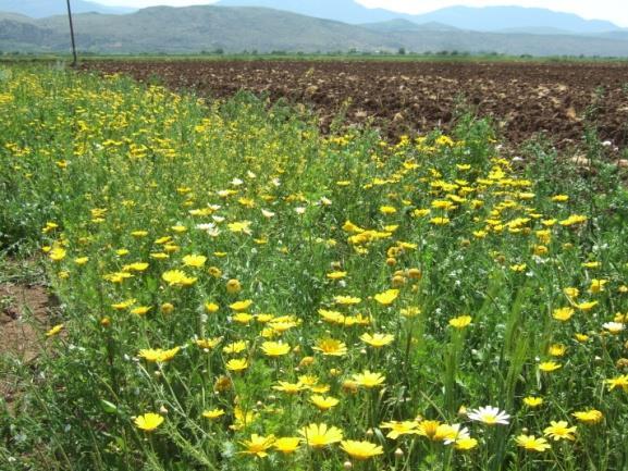 68 Τα ανωτέρω έγιναν στο πλαίσιο του έργου SAGE 10, του οποίου οι δράσεις διάχυσης των αποτελεσμάτων είναι σε εξέλιξη προς όφελος όλων των κοινωνικών εταίρων που εμπλέκονται στην ελαιοκαλλιέργεια