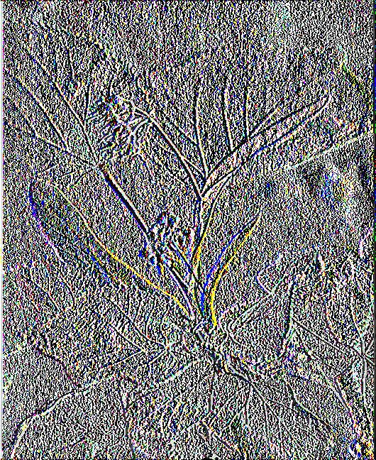 2.1.21 Τίλιο Εικόνα 36. Tilia cordata, τίλιο ή φλαμουριά (Σκρουμπής, 1998) ΛΑΤΙΝΙΚΗ ΟΝΟΜΑΣΙΑ ΟΙΚΟΓΕΝΕΙΑ ΚΟΙΝΗ ΟΝΟΜΑΣΙΑ Tilia cordata Tiliaceae Τίλιο Το φυτό είναι γνωστό από την αρχαιότητα.