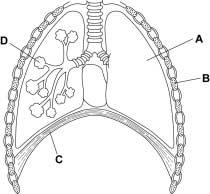 18. Το διάγραμμα δείχνει τομή διαμέσου του θώρακα. Το γράμμα C αντιστοιχεί με: Α. τους εσωτερικούς μεσοπλεύριους μύες Β. τους εξωτερικούς μεσοπλεύριους μύες Γ. τα τριχοειδή αγγεία Δ. το διάφραγμα. 19.