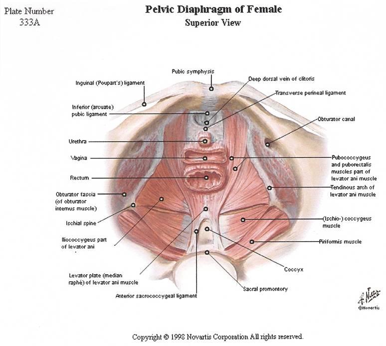 Πυελικό διάφραγμα *Ανελκτήρας