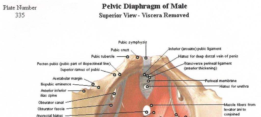 *Πυελικό διάφραγμα άνδρα *Πυελικό