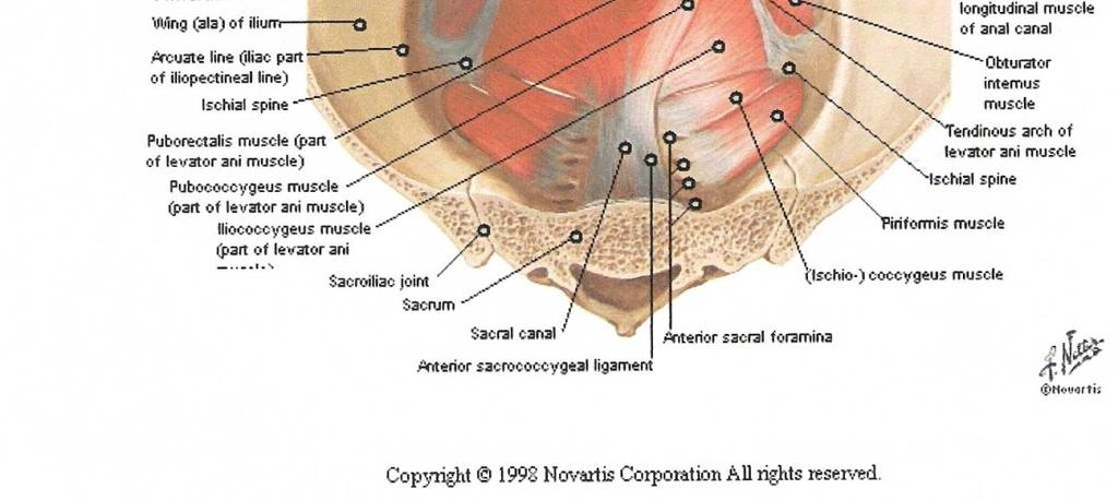 πυελικών μυών Πρόπτωση οργάνων