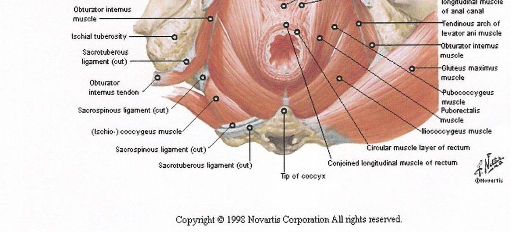 πυελικών μυών (τάση ή