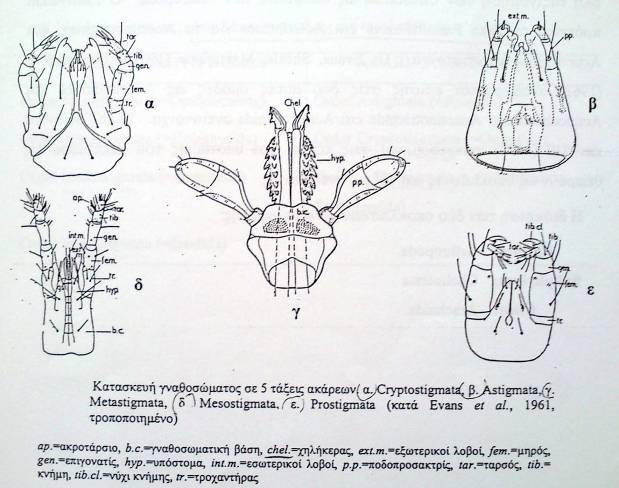 Ακάρεα