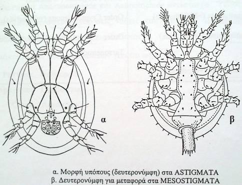 κύκλος 5