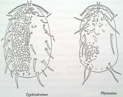 Phytoseiulus,