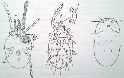 Λάρβα Trombidiidae: α. Ακμαίο θήλυ, β.