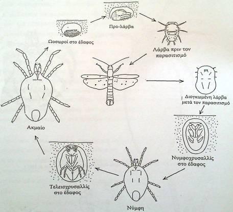 Παράσιτα ακάρεα μόνο ως λάρβες ενάντια σε φυτοφάγα έντομα