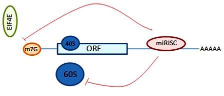 Μηχανισμοί καταστολής της μετάφρασης μέσω mirna Α.