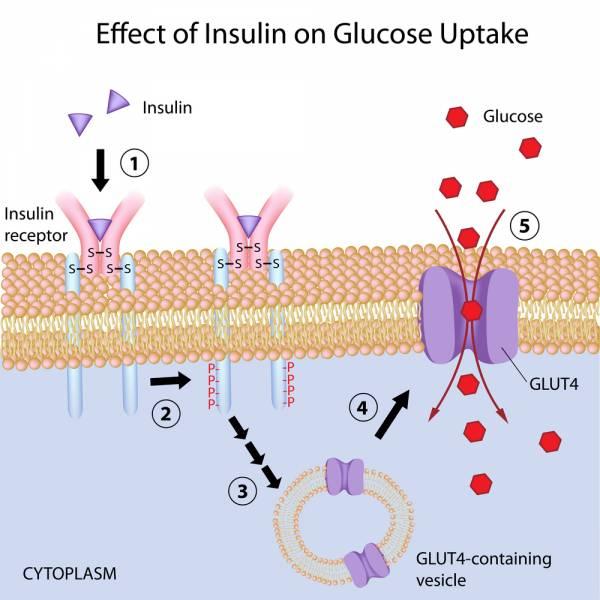 (glucose transporter 4) ΠΑΡΑΓΩΓΗ ΙΝΣΟΥΛΙΝΗΣ ΣΤΑ ΒΗΤΑ ΚΥΤΤΑΡΑ Αύξηση γλυκόζης στο αίμα οδηγεί στην παραγωγή ινσουλίνης