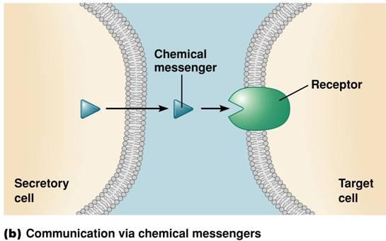 ΔΙΑΚΥΤΤΑΡΙΚΗ ΕΠΙΚΟΙΝΩΝΙΑ (INTERCELLULAR COMMUNICATION) Γειτονικά κύτταρα