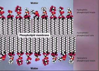 Οι λιπιδικές διπλοστιβάδες λειτουργούν ως φραγμοί Νερό Υδρόφιλες φωσφολιπιδικές κεφαλές