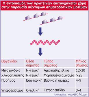 Σηματοδοτικές αλληλουχίες κατευθύνουν τις πρωτεΐνες στα μεμβρανικά οργανίδια Κατά την μετα-μεταφραστική μεταφορά, οι πρωτεΐνες που συντίθενται στα ελεύθερα