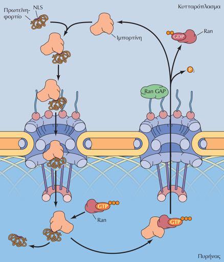 Μεταφορά πρωτεϊνών μέσω των συμπλόκων των πυρηνικών πόρων