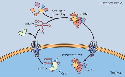 Μεταφορά των snrna μεταξύ πυρήνα και κυτταροπλάσματος