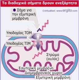 Υποδοχείς της