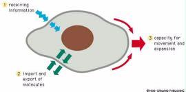 Μερικές ακόμη λειτουργίες των κυτταρικών μεμβρανών Λήψη πληροφοριών