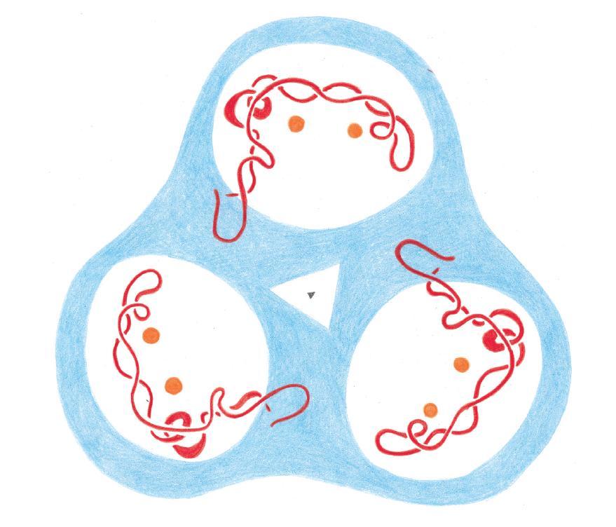Εικόνα 12.8 χθματικό διάγραμμα του τριμεροφσ μορίου τθσ πορίνθσ, όπωσ φαίνεται από τον εξωκυτταρικό χϊρο.