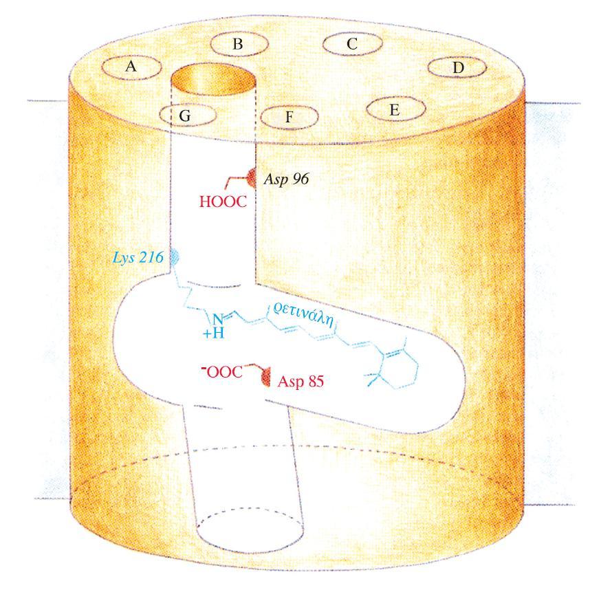 χθματικό διάγραμμα του μορίου τθσ βακτθριοροδοψίνθσ που δείχνει τθ ςχζςθ μεταξφ του καναλιοφ πρωτονίων και τθσ προςδεδεμζνθσ ρετινάλθσ ςτθν trans διαμόρφωςι τθσ.