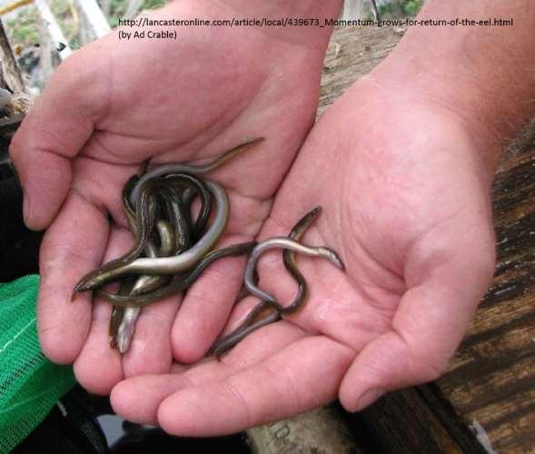 Elvers http://bioweb.uwlax.