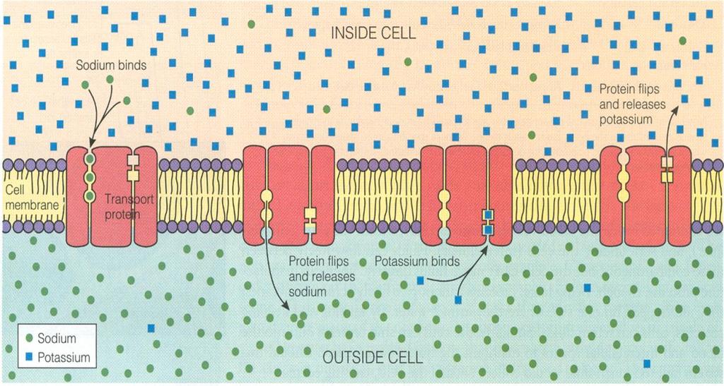 ΜΕΤΑΦΟΡΑ ΑΜΙΝΟΞΕΟΣ ΜΕΣΩ ΤΗΣ ΚΥΤΤΑΡΙΚΗΣ ΜΕΜΒΡΑΝΗΣ Μια πρωτεΐνη μεταφοράς στην κυτταρική μεμβράνη μεταφέρει ουσίες προς το εσωτερικό ή το εξωτερικό του κυττάρου.