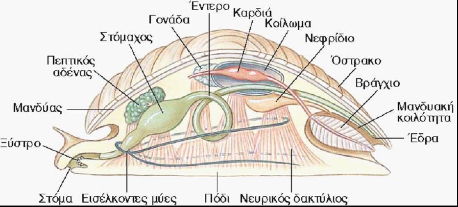 Γκιώκας -