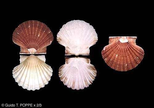 Pecten Γκιώκας -