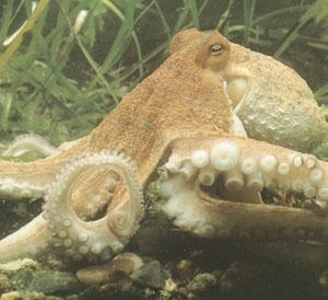 Octopus Γκιώκας -