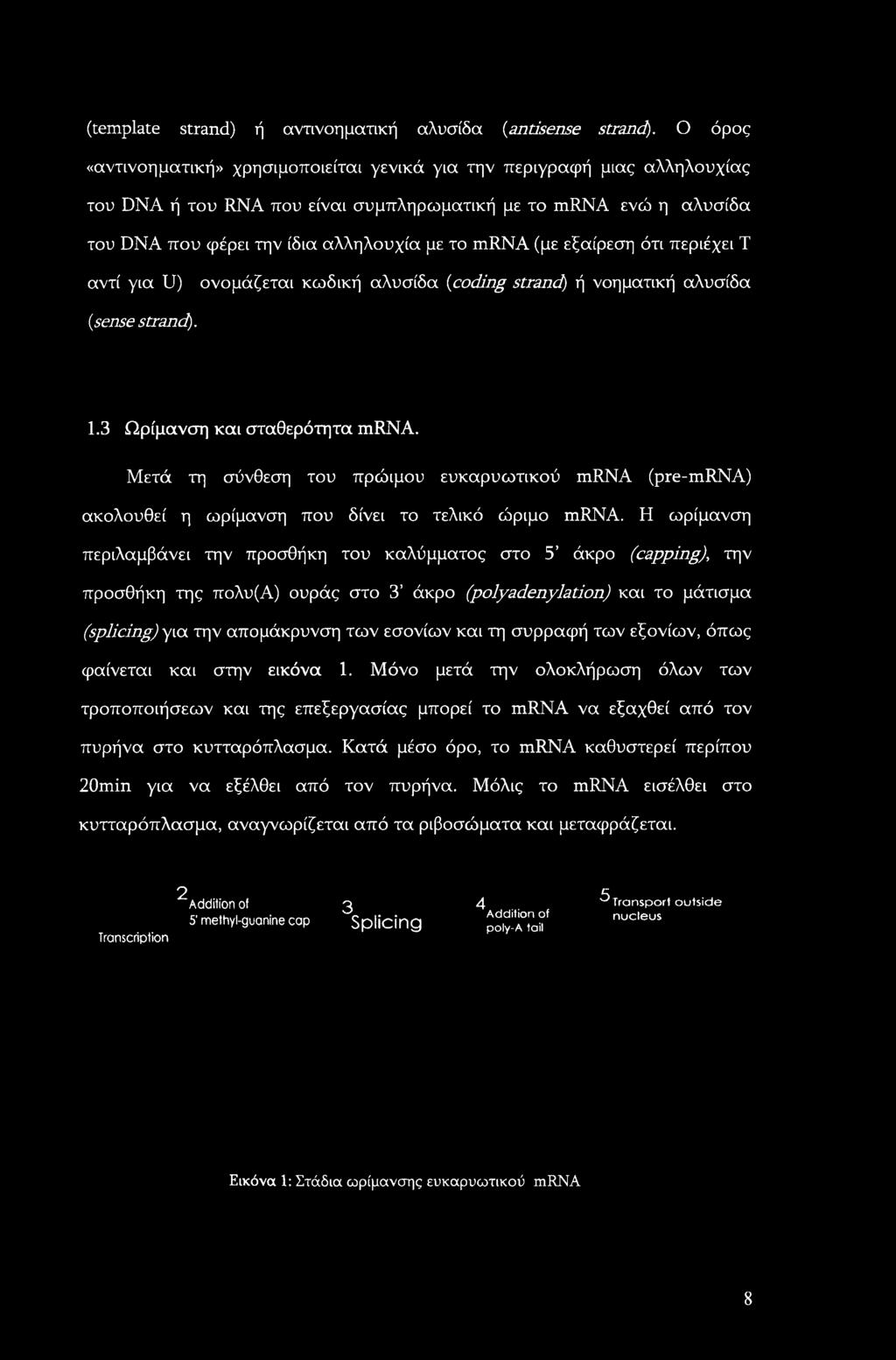 (με εξαίρεση ότι περιέχει Τ αντί για U) ονομάζεται κωδική αλυσίδα (coding strand) ή νοηματική αλυσίδα {sense strand). 1.3 Ωρίμανση και σταθερότητα mrna.