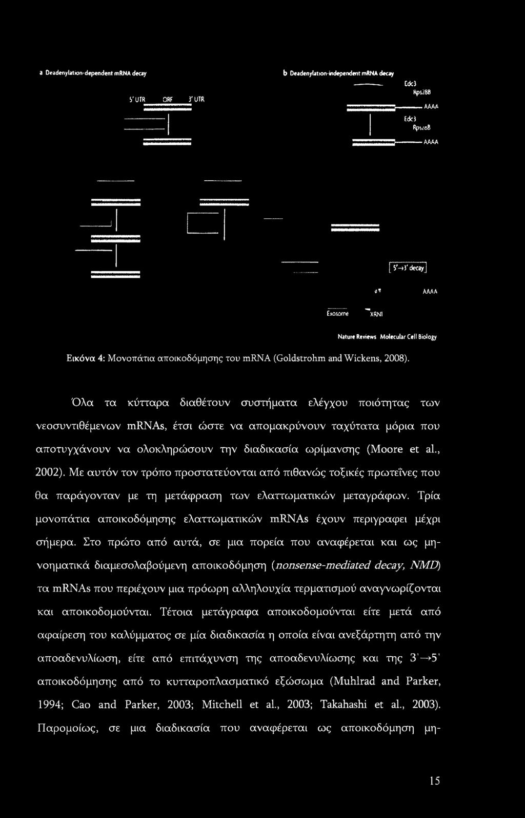 Όλα τα κύτταρα διαθέτουν συστήματα ελέγχου ποιότητας των νεοσυντιθέμενων mrnas, έτσι ώστε να απομακρύνουν ταχύτατα μόρια που αποτυγχάνουν να ολοκληρώσουν την διαδικασία ωρίμανσης (Moore et al., 2002).