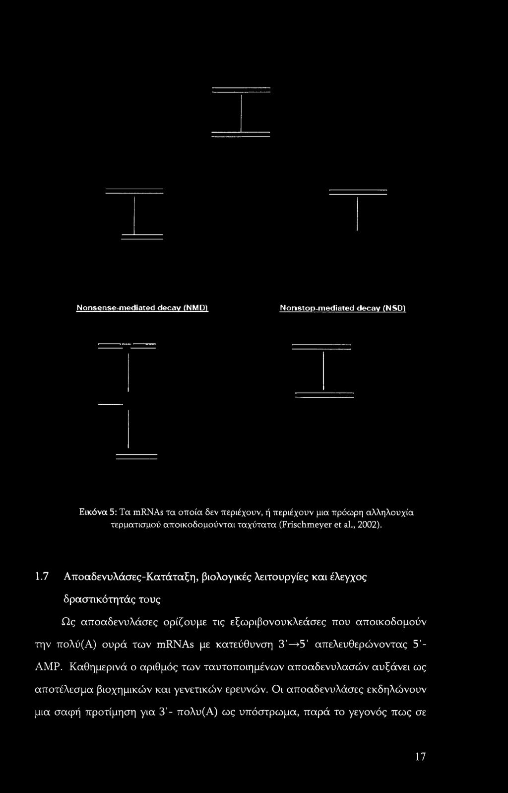 7 Αποαδενυλάσες-Κατάταξη, βιολογικές λειτουργίες και έλεγχος δραστικότητάς τους Ως αποαδενυλάσες ορίζουμε τις εξωριβονουκλεάσες που αποικοδομούν την πολύ(α)