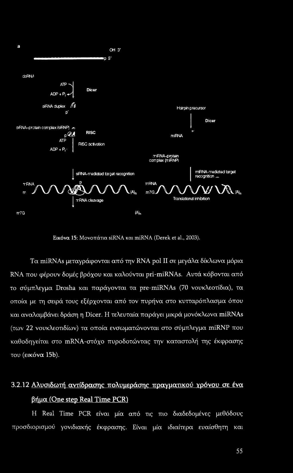 a OH 3' p 5' dsrfii ATP-v, ADP + Pj V r Dicer sirna duplex fffo P' Hairpin precursor Dicer arma-protein ccmplex isirnp) m p m ATP ADP 4 P, RISC RISC activation mirna K mirna-protein complex friirnpi