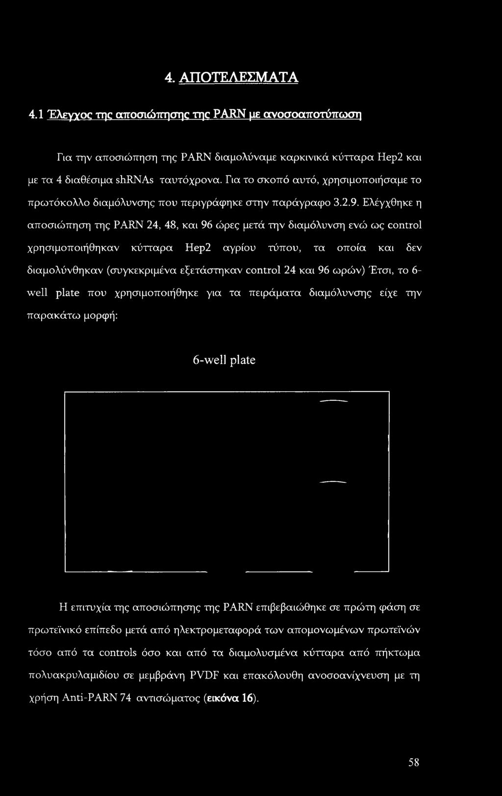 Ελέγχθηκε η αποσιώπηση της PARN 24, 48, και 96 ώρες μετά την διαμόλυνση ενώ ως control χρησιμοποιήθηκαν κύτταρα Hep2 αγρίου τύπου, τα οποία και δεν διαμολύνθηκαν (συγκεκριμένα εξετάστηκαν control 24