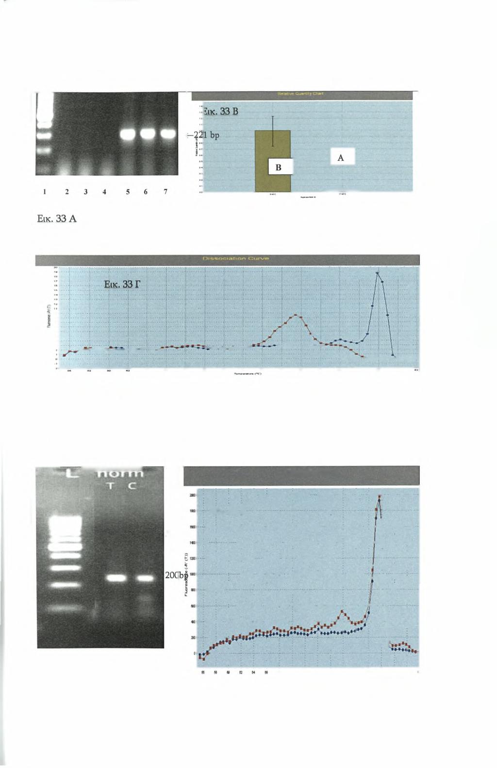 c-myc B-GLOBIN